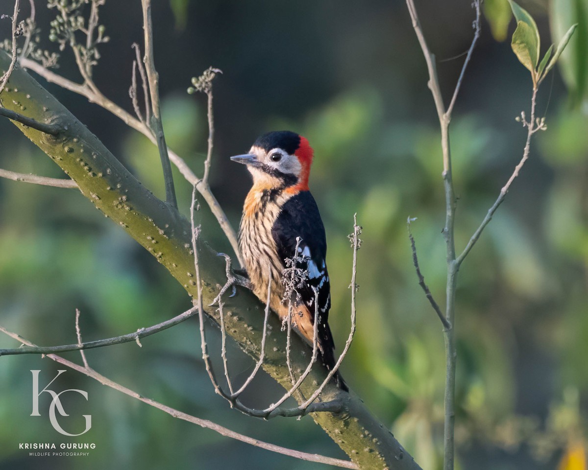 Crimson-naped Woodpecker - ML642710979