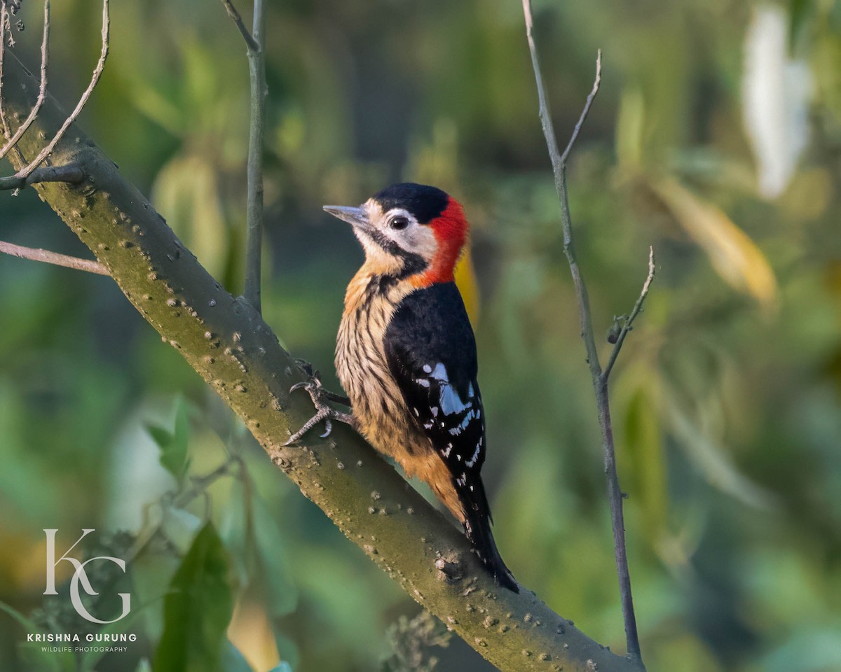 Crimson-naped Woodpecker - ML642710980