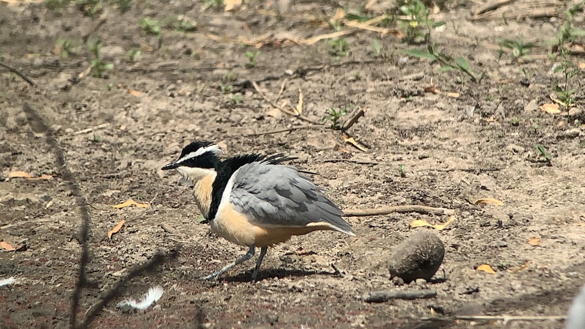 Egyptian Plover - ML642710983
