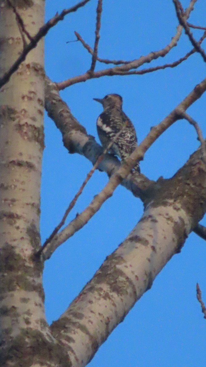 Yellow-bellied Sapsucker - ML642710993