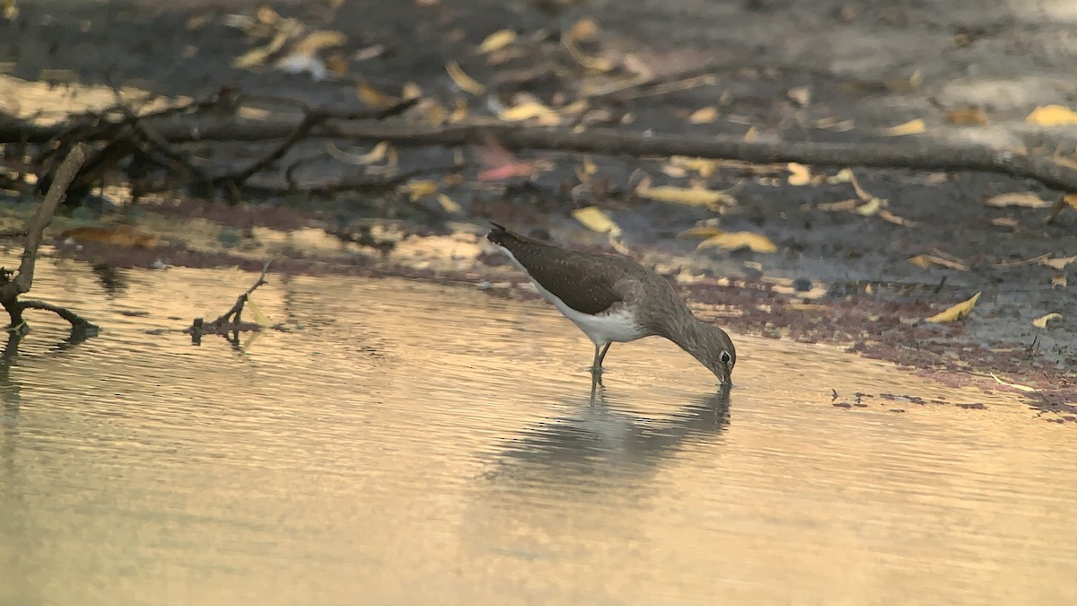 Green Sandpiper - ML642710994