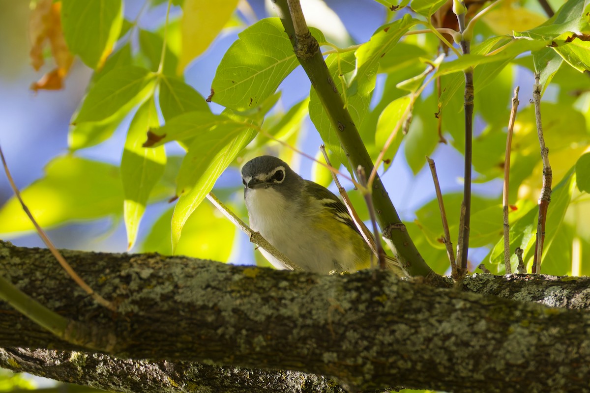 eremittvireo - ML642710999