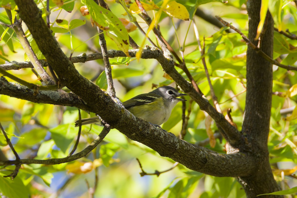 eremittvireo - ML642711000
