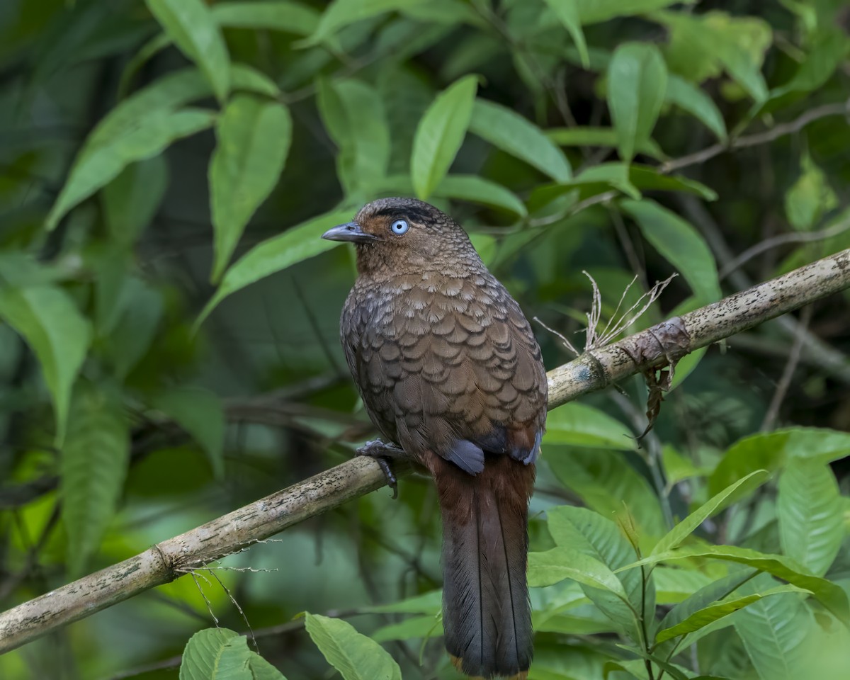 Scaly Laughingthrush - ML642711001