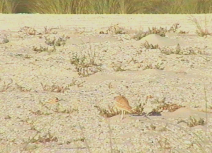 Cream-colored Courser - ML642711015