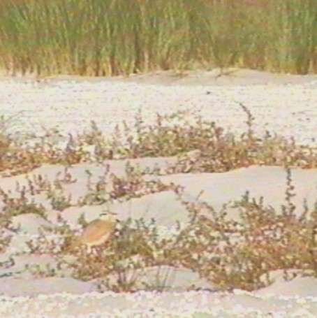 Cream-colored Courser - ML642711016