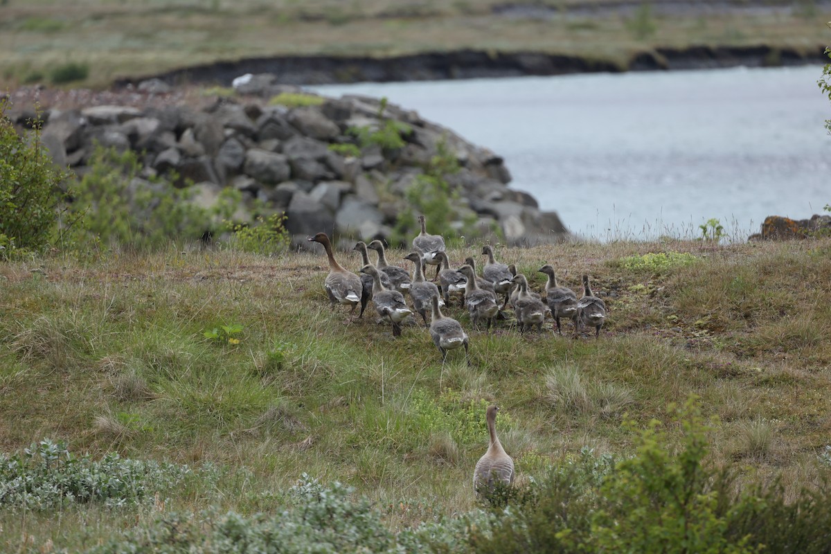 Pink-footed Goose - ML642711017