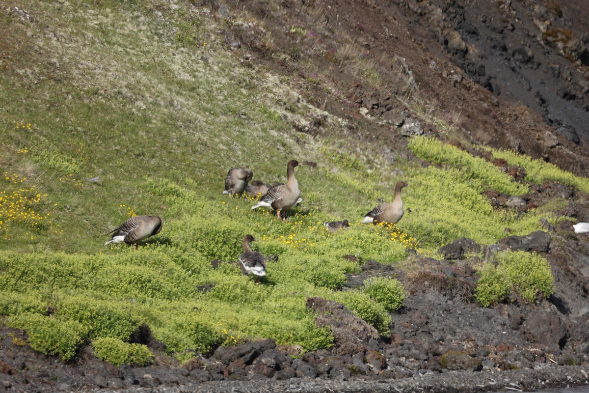 Pink-footed Goose - ML642711018