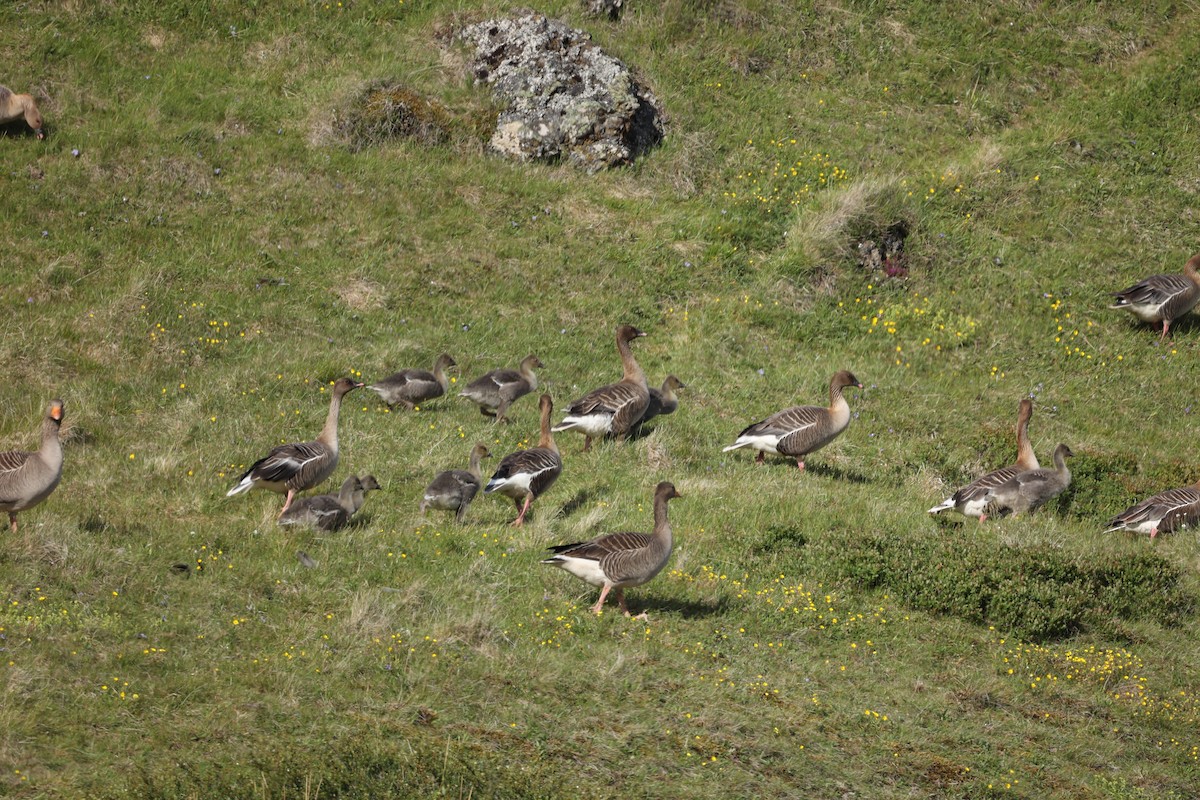 Pink-footed Goose - ML642711019