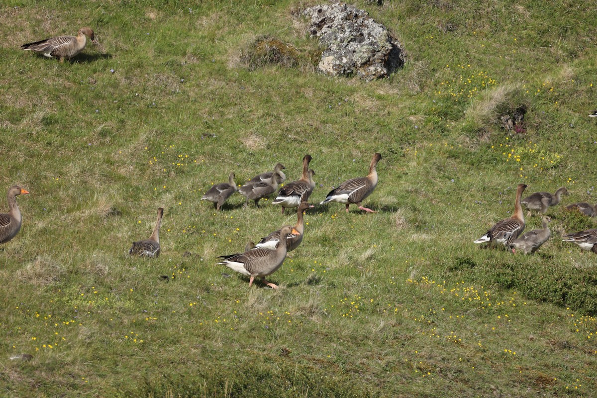 Pink-footed Goose - ML642711020