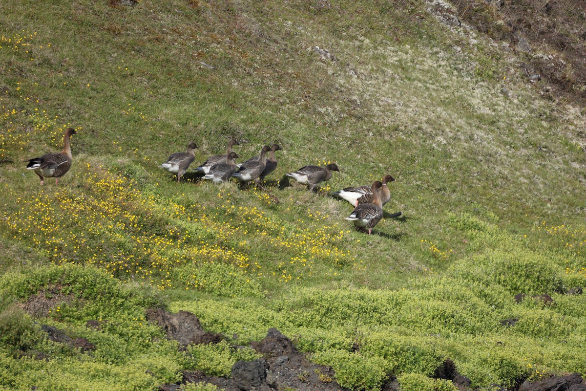 Pink-footed Goose - ML642711021