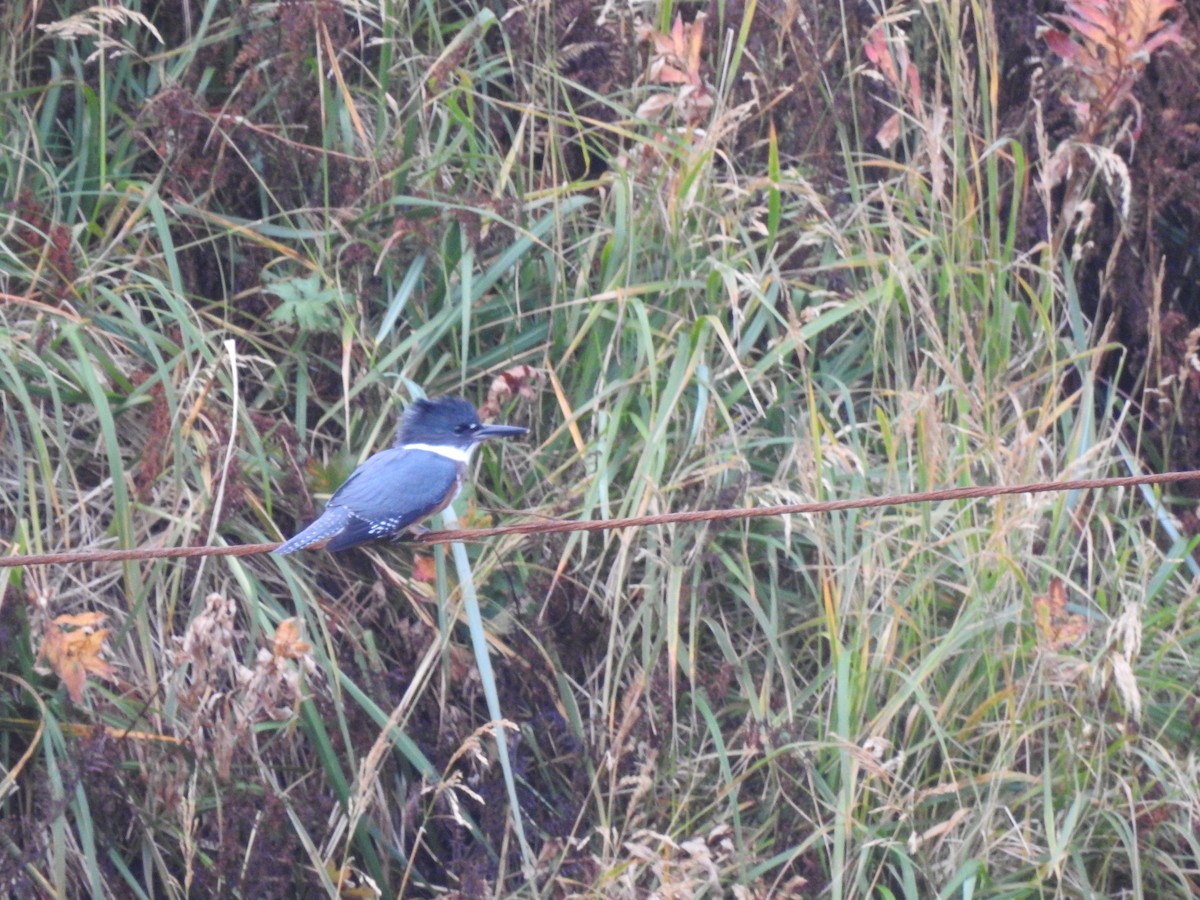 Belted Kingfisher - ML642711034