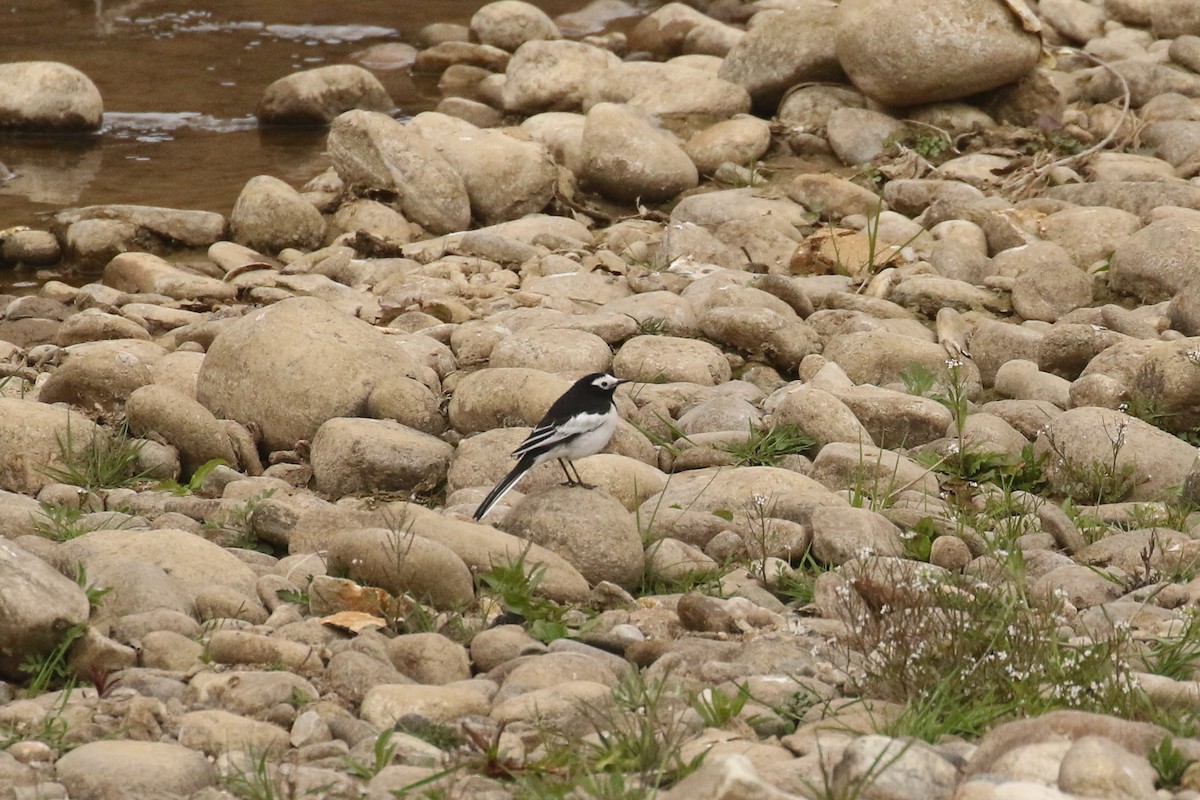 White Wagtail (Masked) - ML642711035
