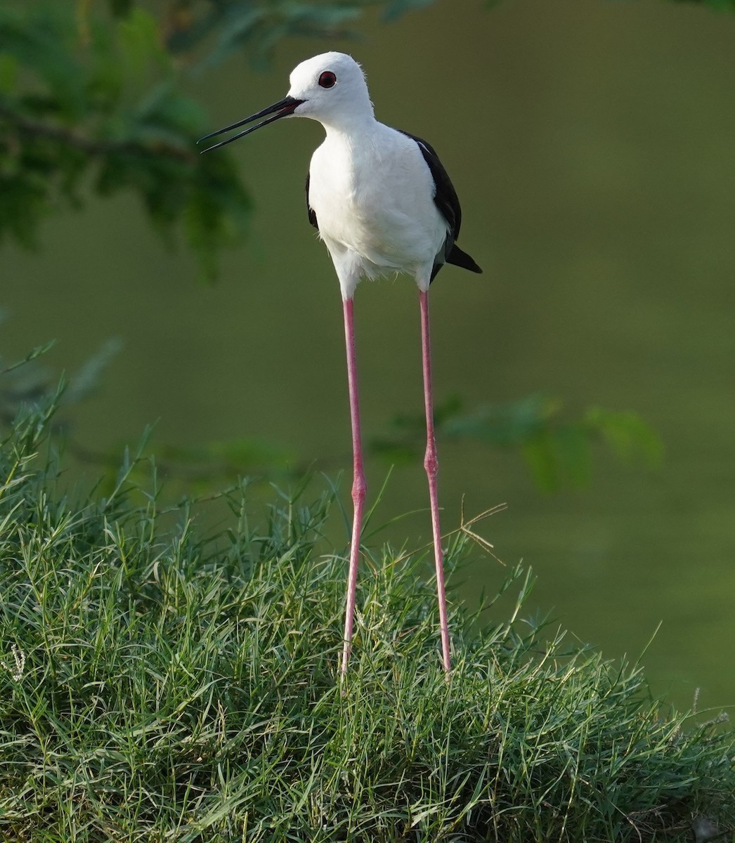 Black-winged Stilt - ML642711051