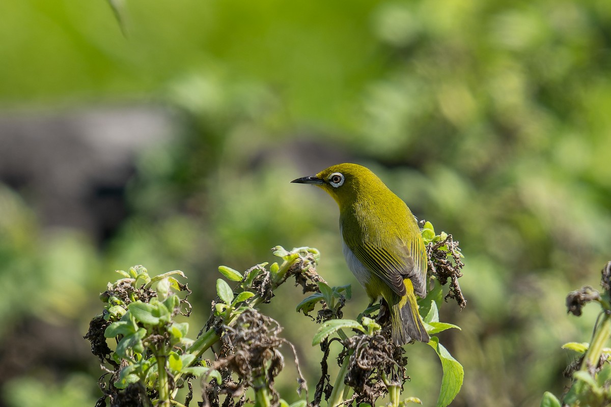 Warbling White-eye - ML642711052