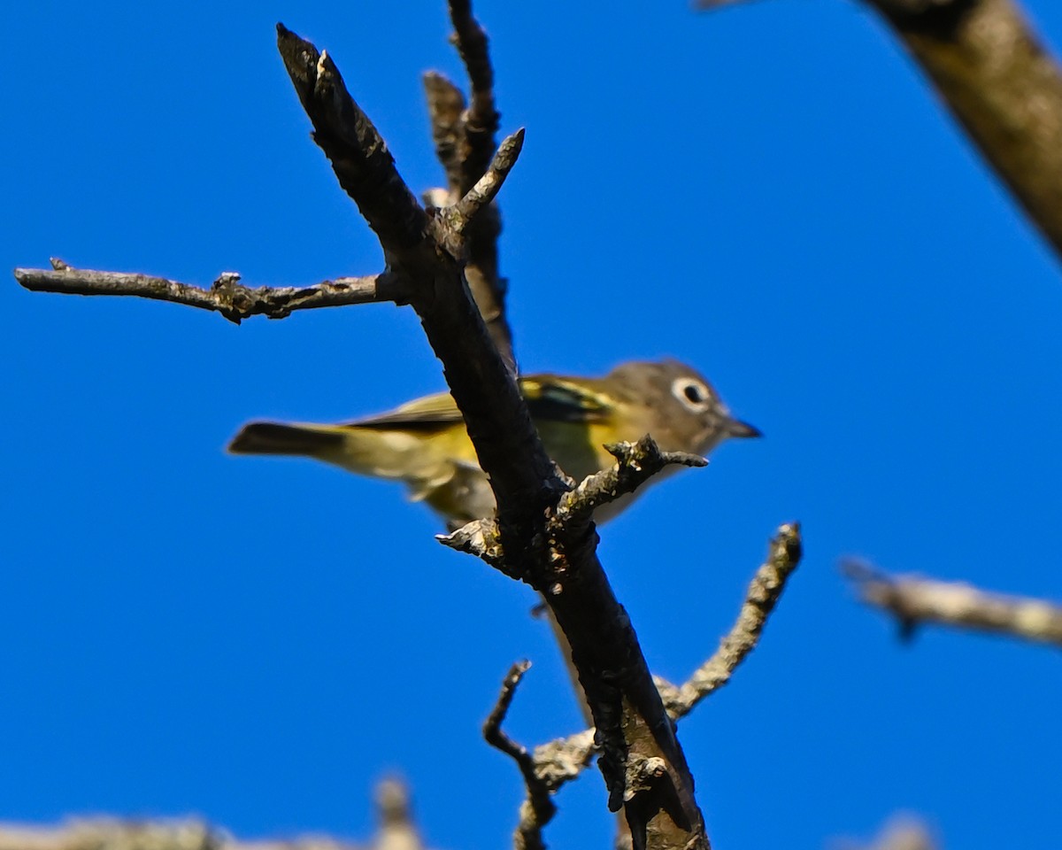 eremittvireo - ML642711056