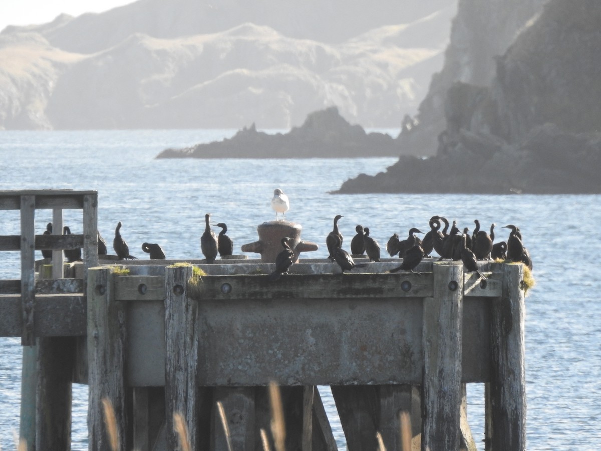 Pelagic Cormorant - ML642711079