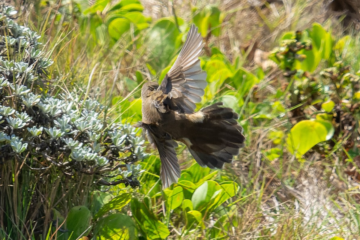 Middendorff's Grasshopper Warbler - ML642711121