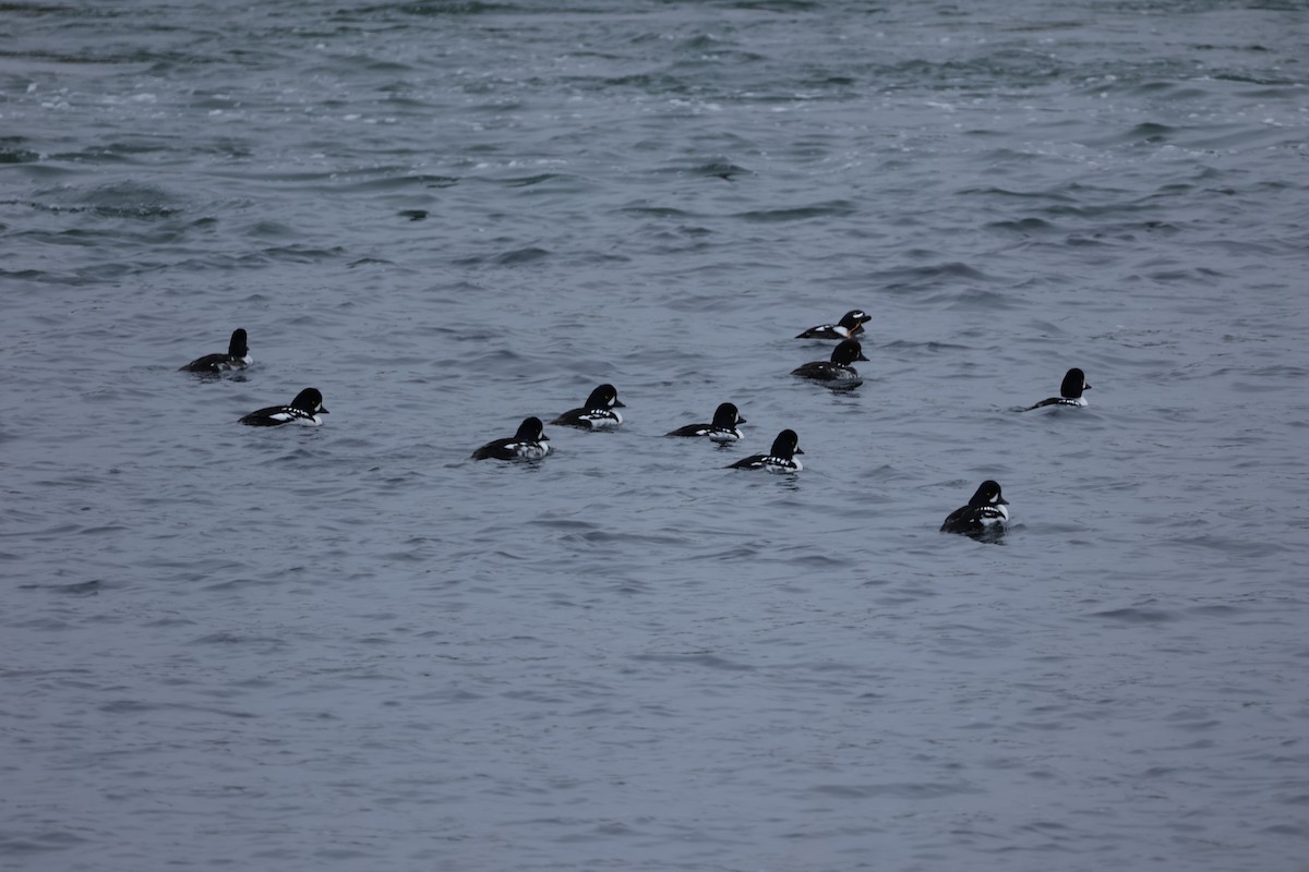 Barrow's Goldeneye - ML642711142