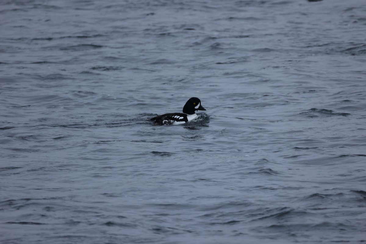 Barrow's Goldeneye - ML642711143