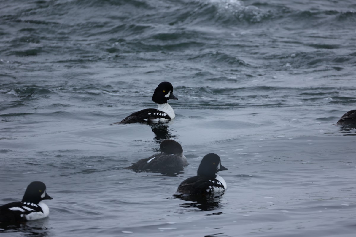 Barrow's Goldeneye - ML642711144
