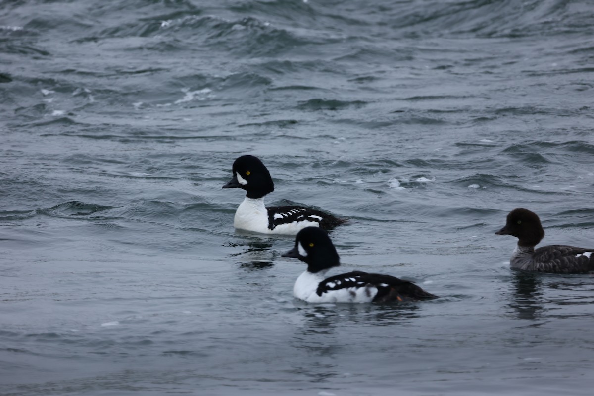 Barrow's Goldeneye - ML642711145
