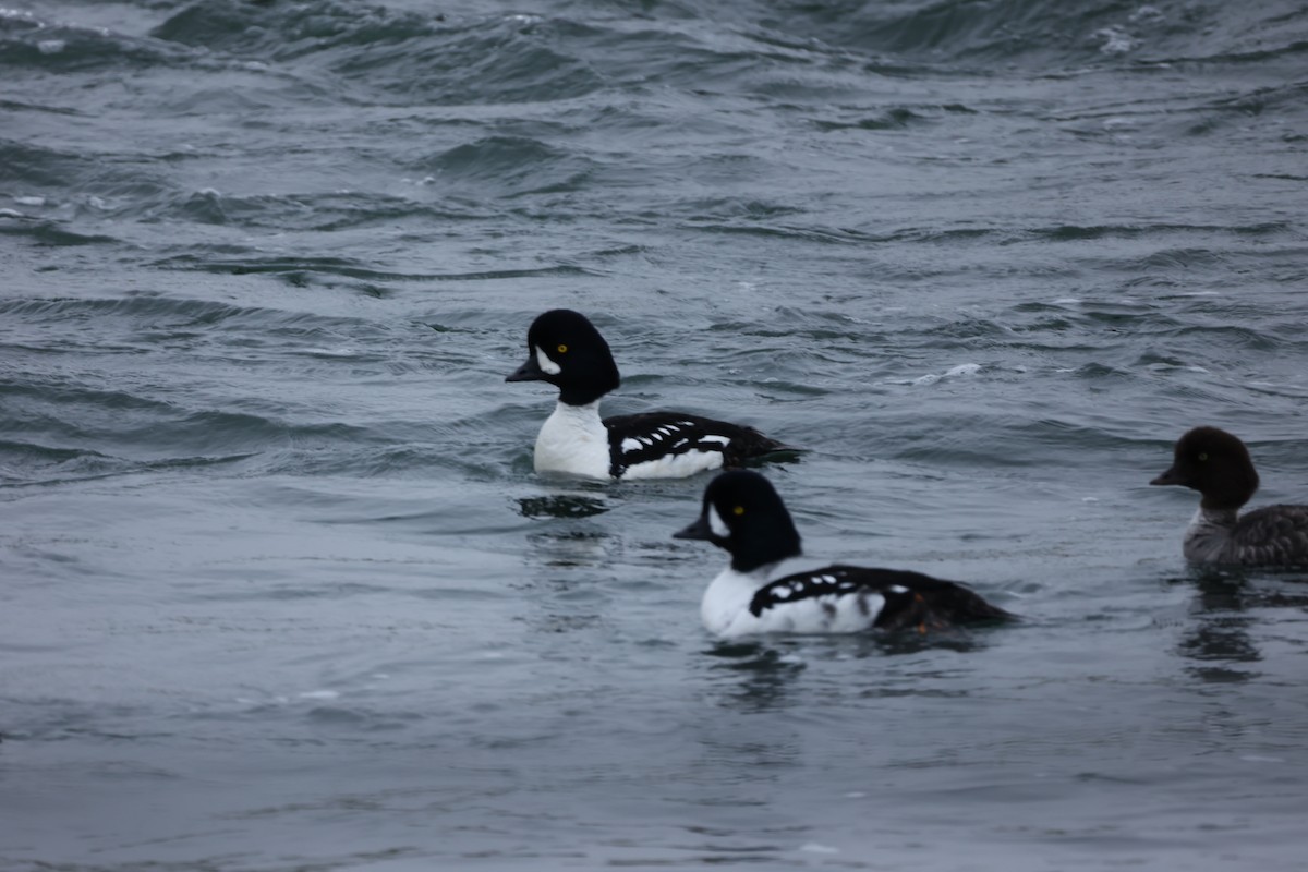 Barrow's Goldeneye - ML642711146