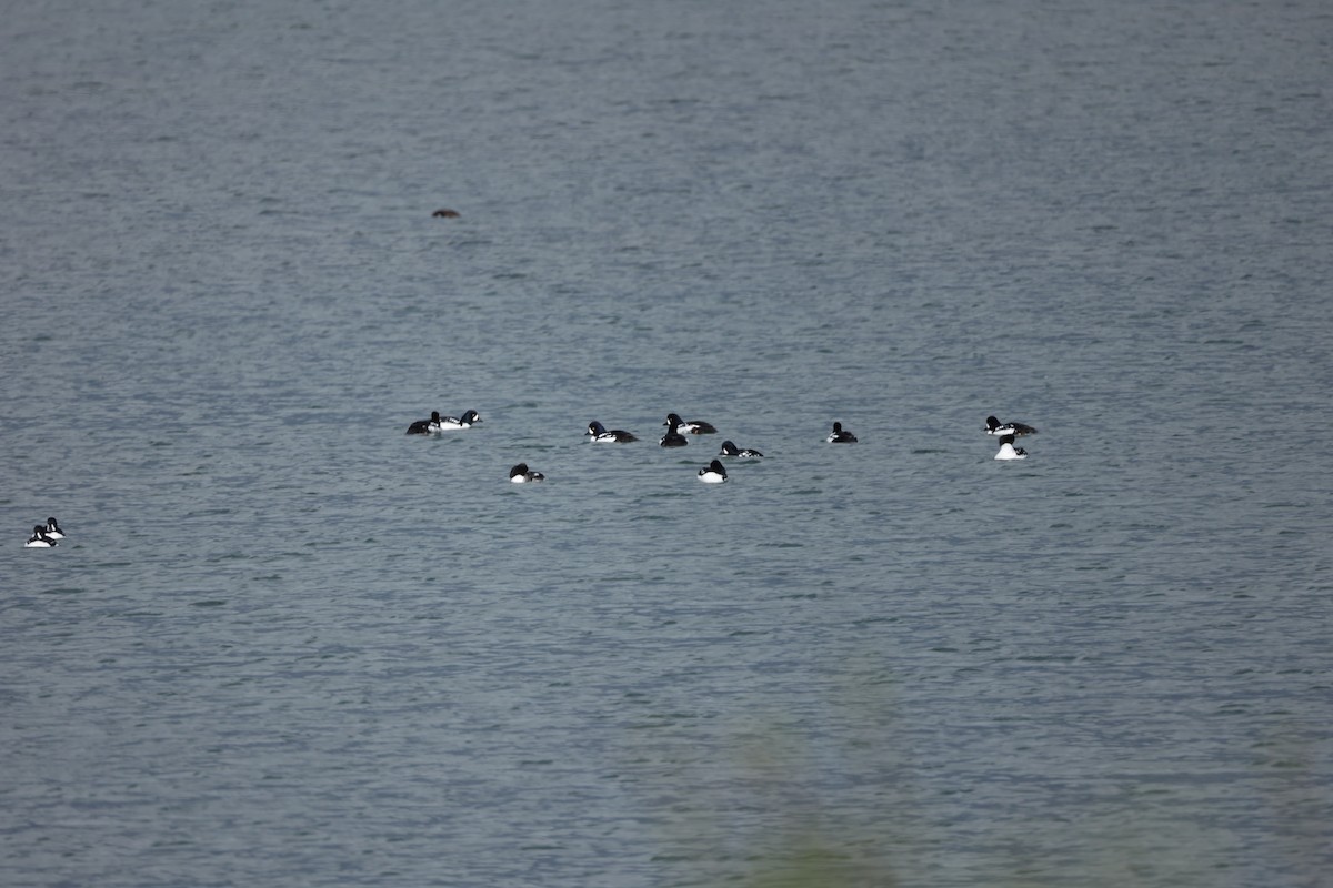 Barrow's Goldeneye - ML642711147