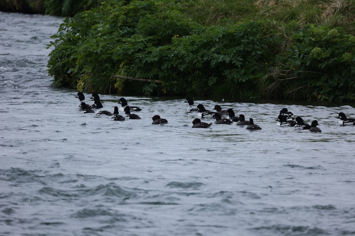 Barrow's Goldeneye - ML642711149