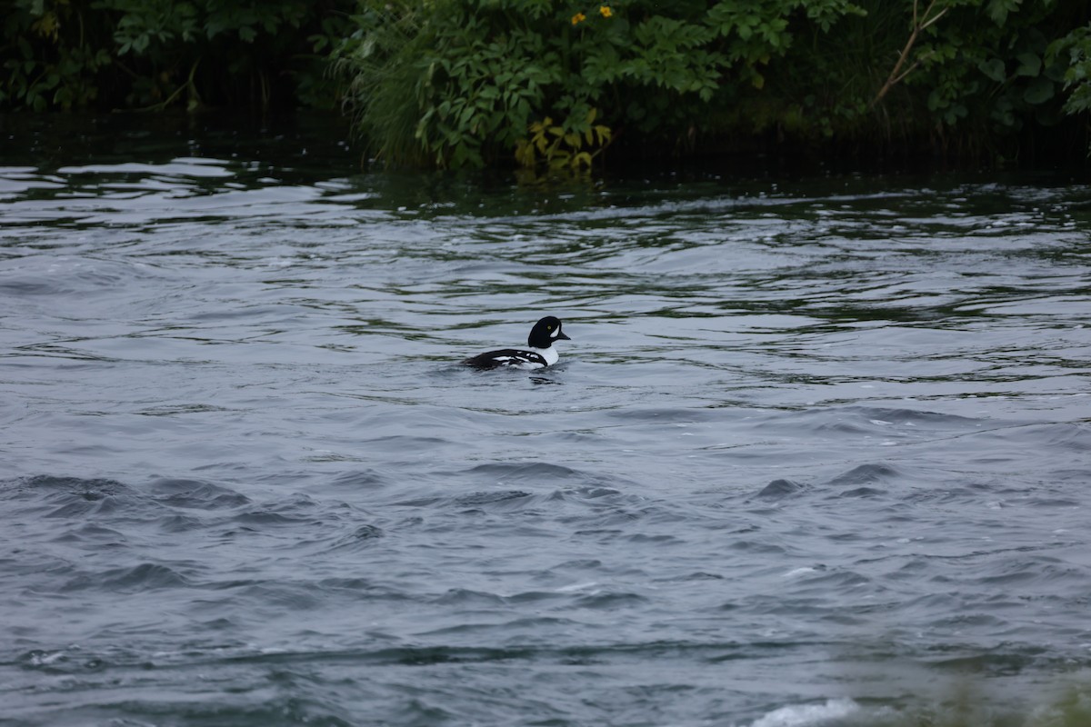 Barrow's Goldeneye - ML642711150