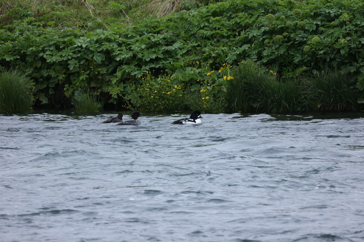 Barrow's Goldeneye - ML642711151