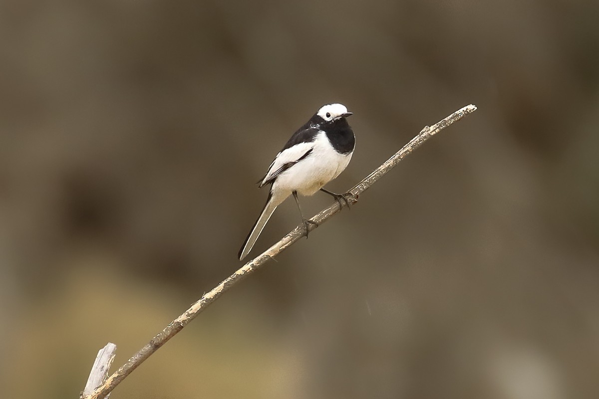 White Wagtail (Masked) - ML642711160