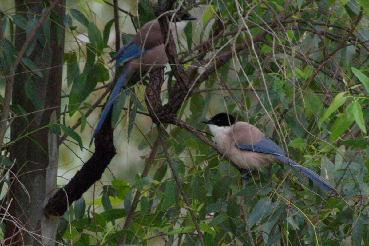 Iberian Magpie - ML642711162