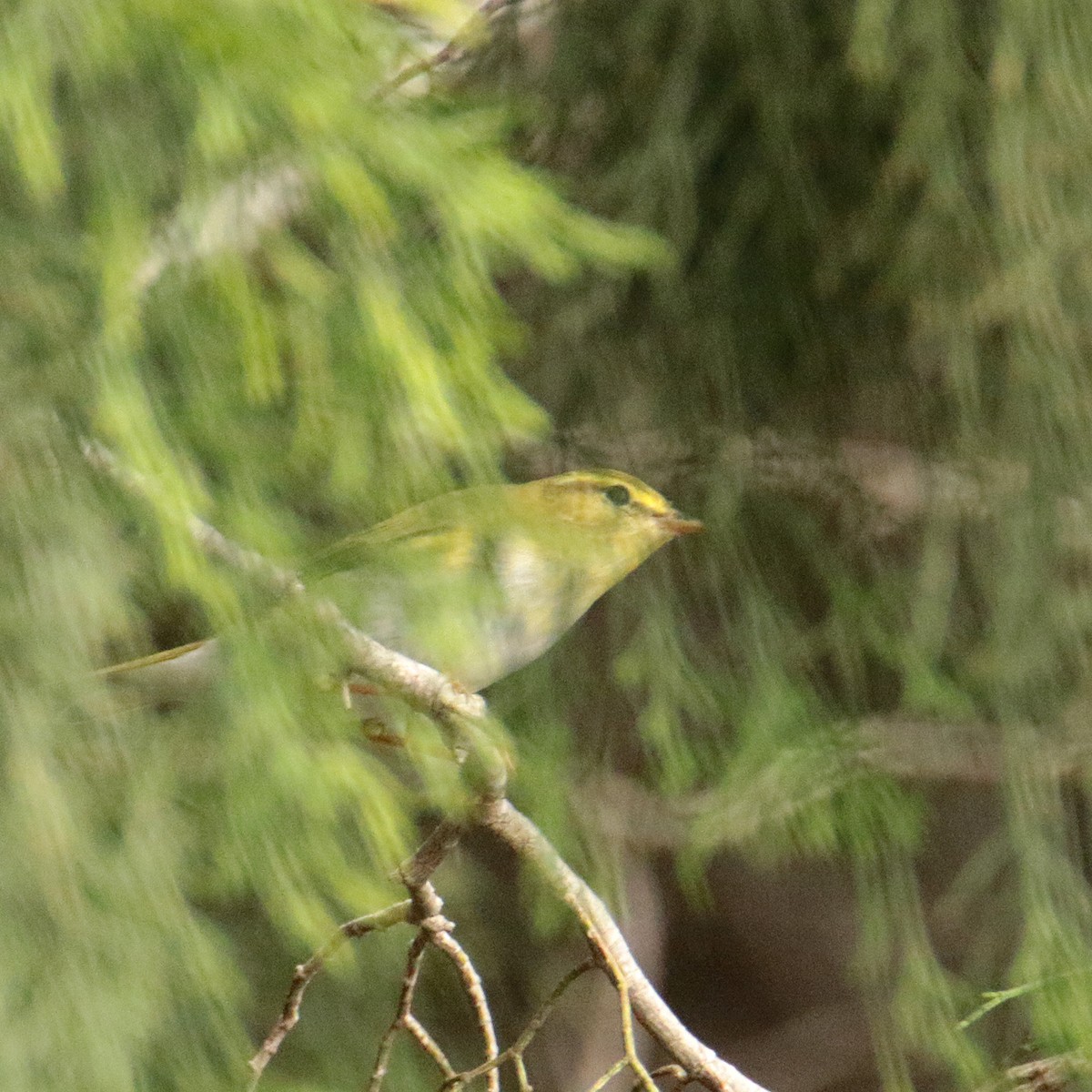 Mosquitero Silbador - ML642711179