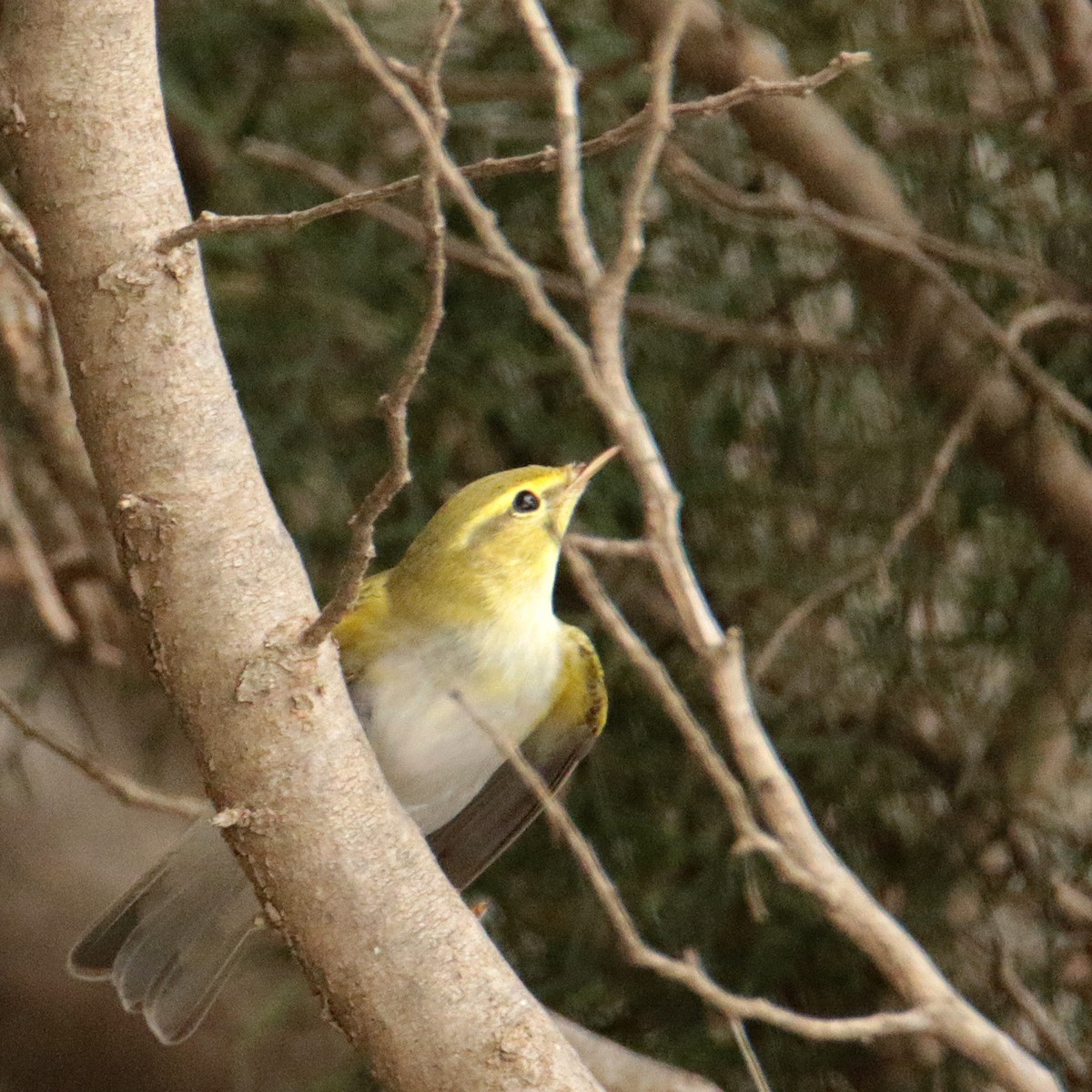 Mosquitero Silbador - ML642711180