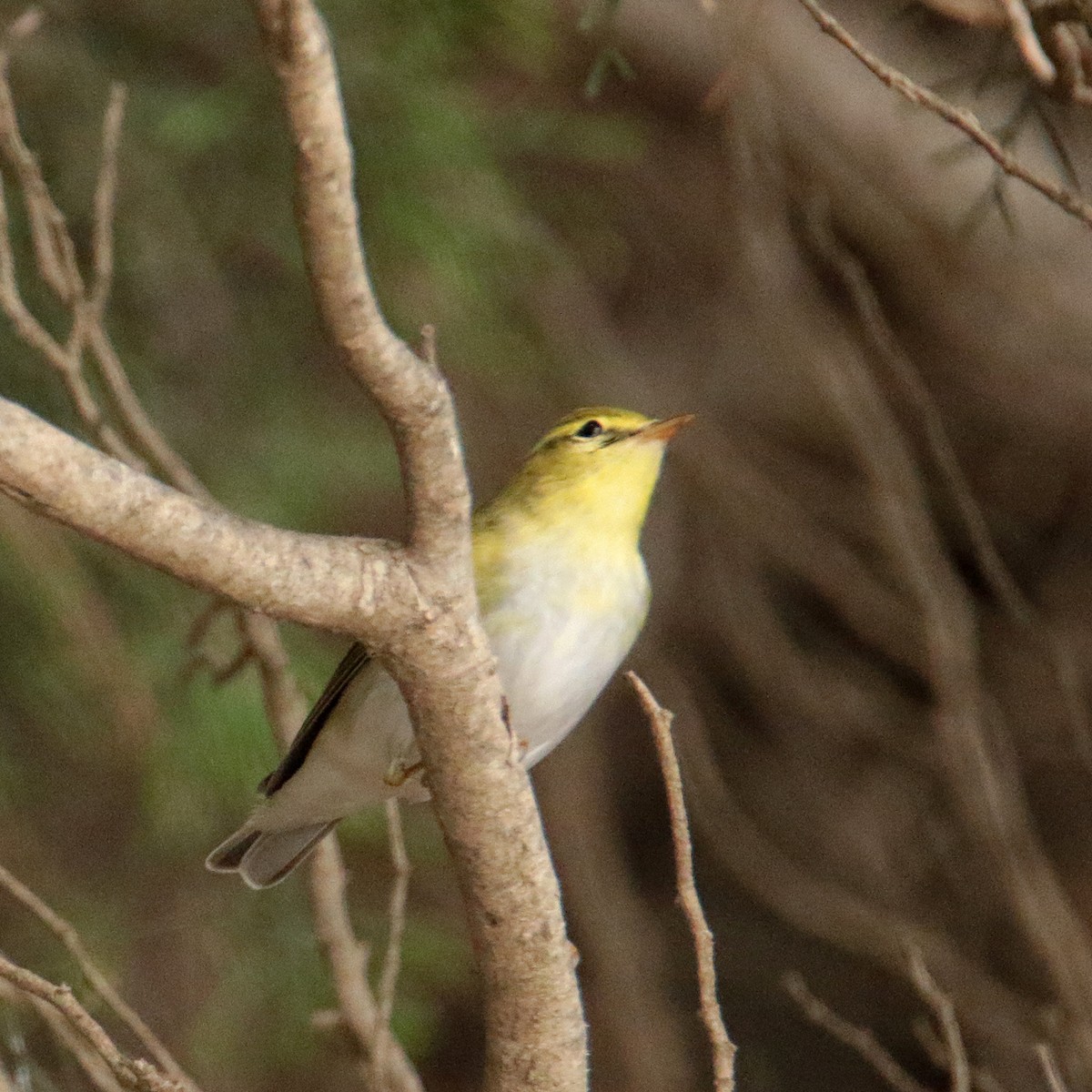 Mosquitero Silbador - ML642711181