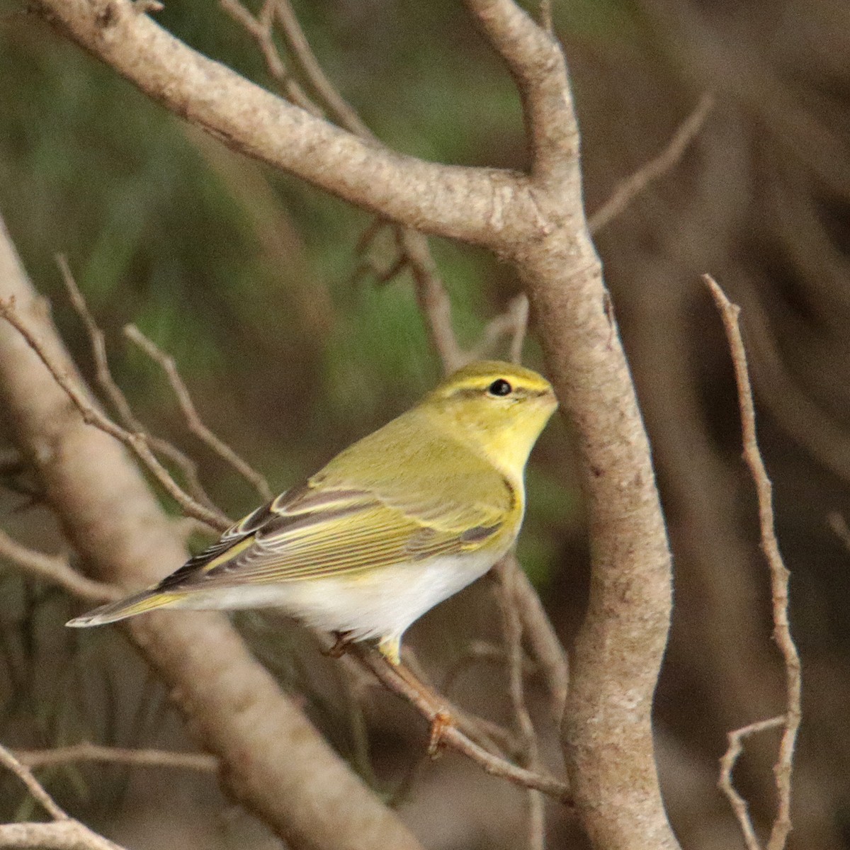 Mosquitero Silbador - ML642711182