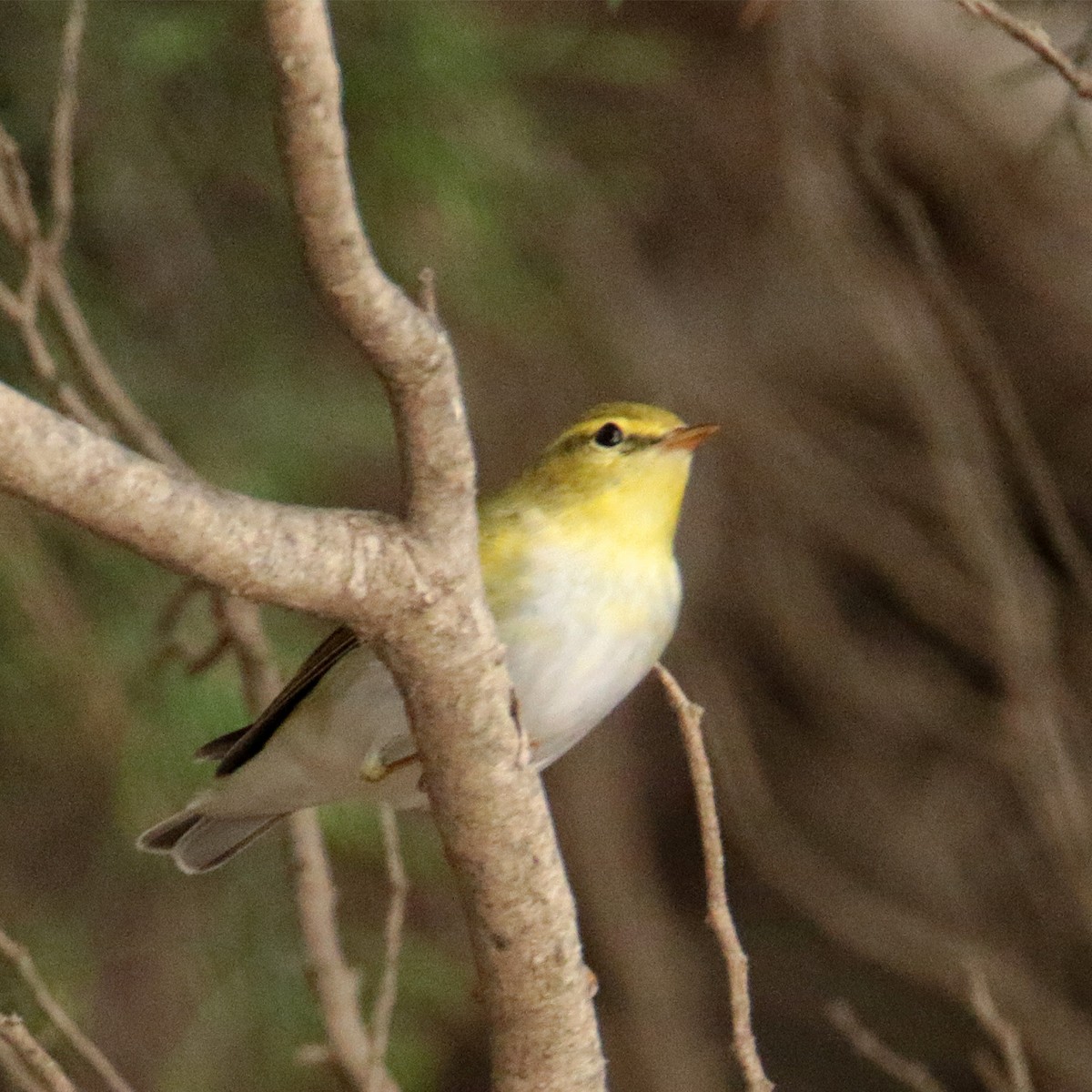 Mosquitero Silbador - ML642711183