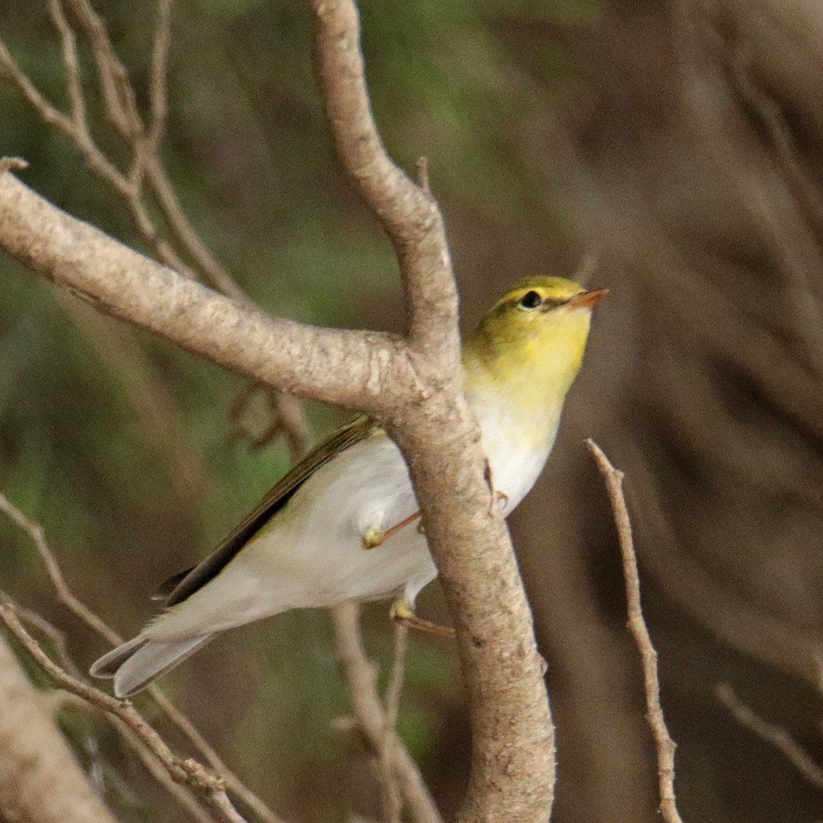 Mosquitero Silbador - ML642711184