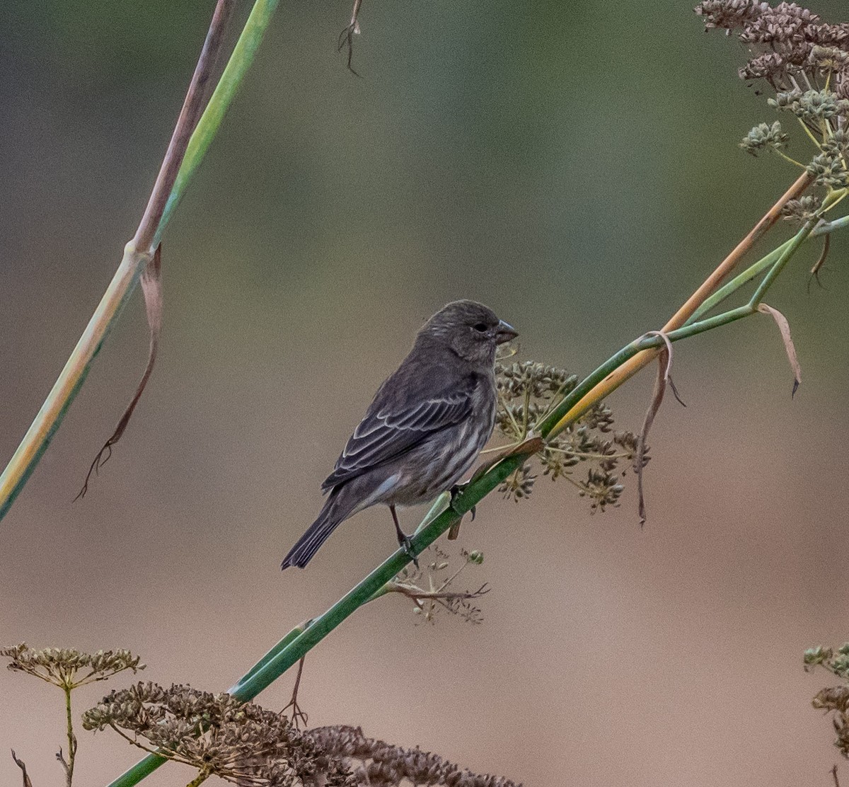 House Finch - ML642711215