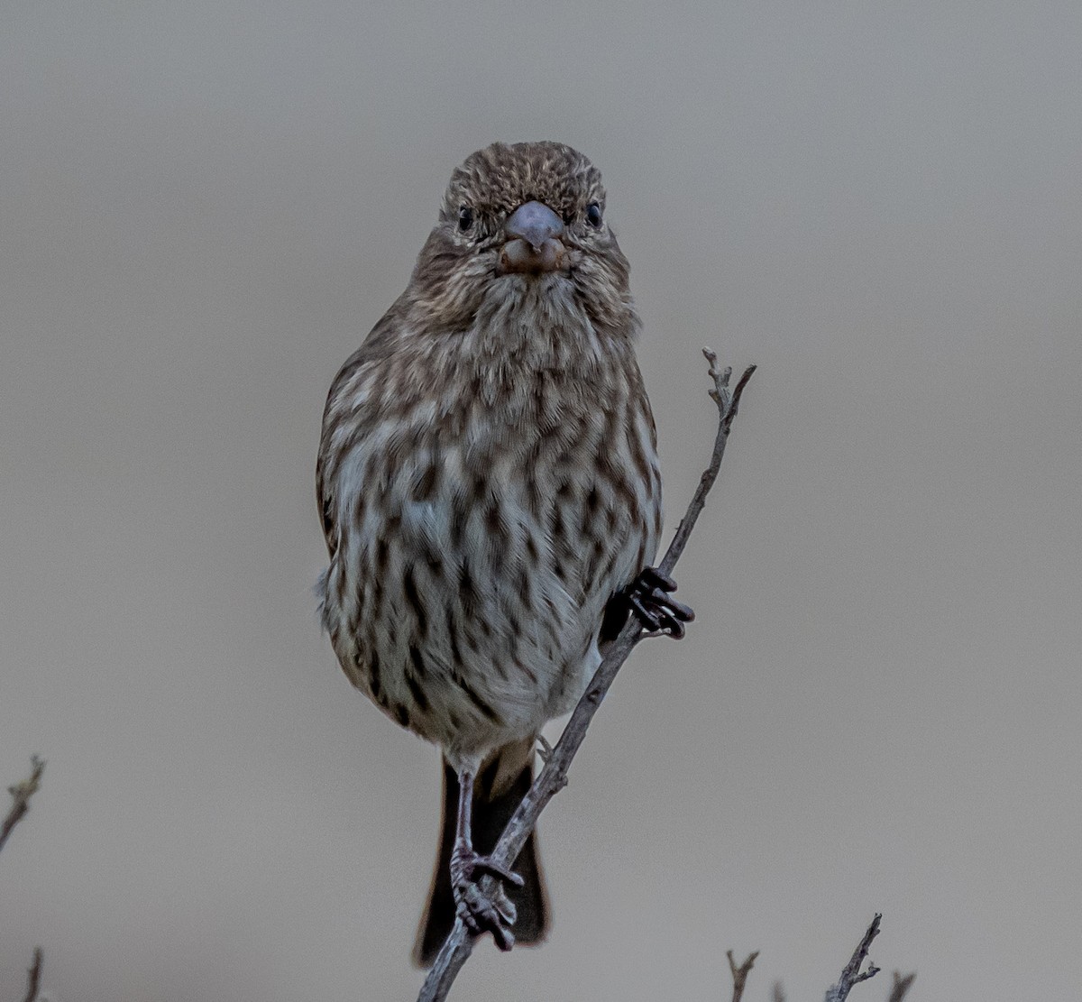 House Finch - ML642711216