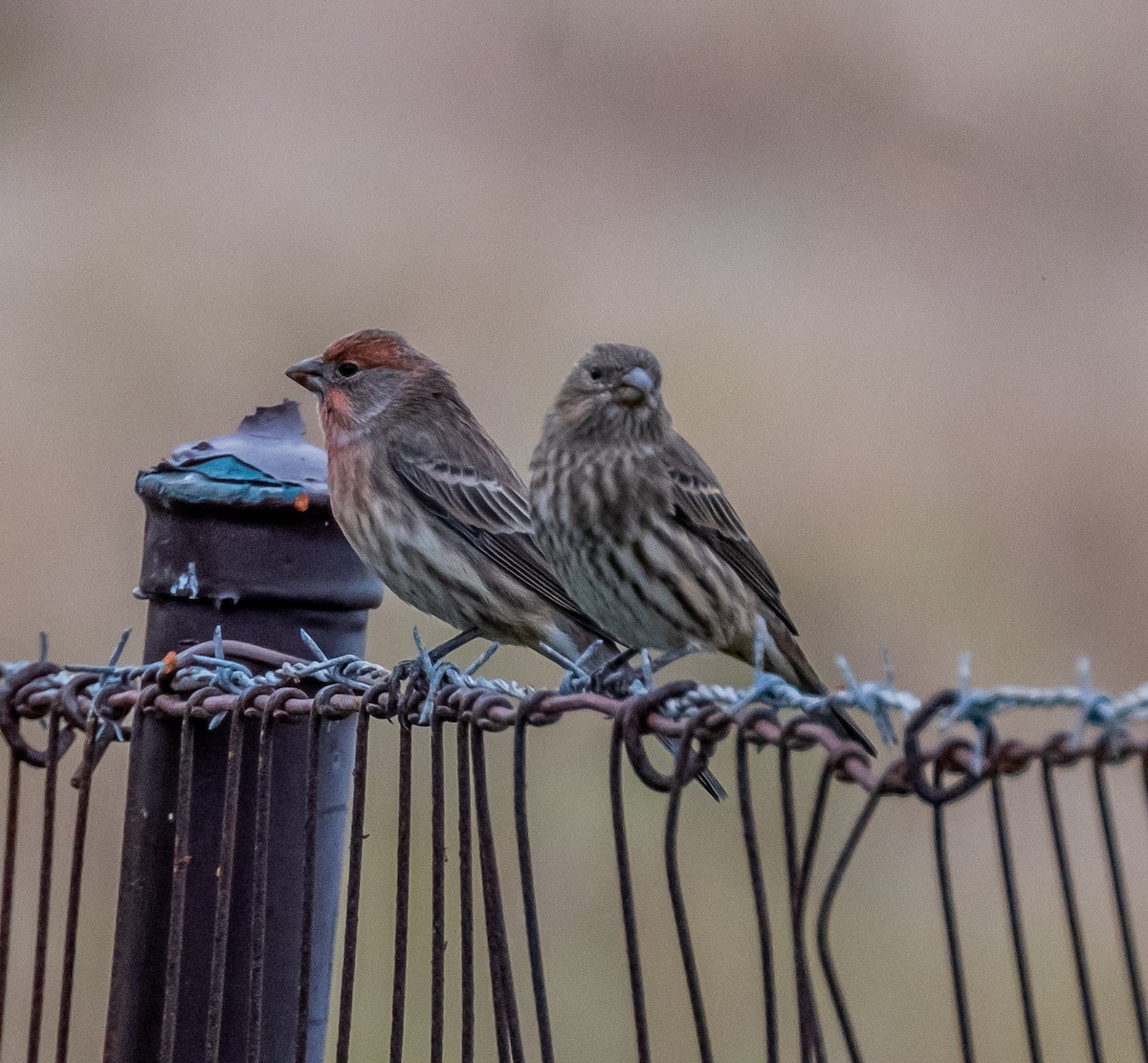 House Finch - ML642711217