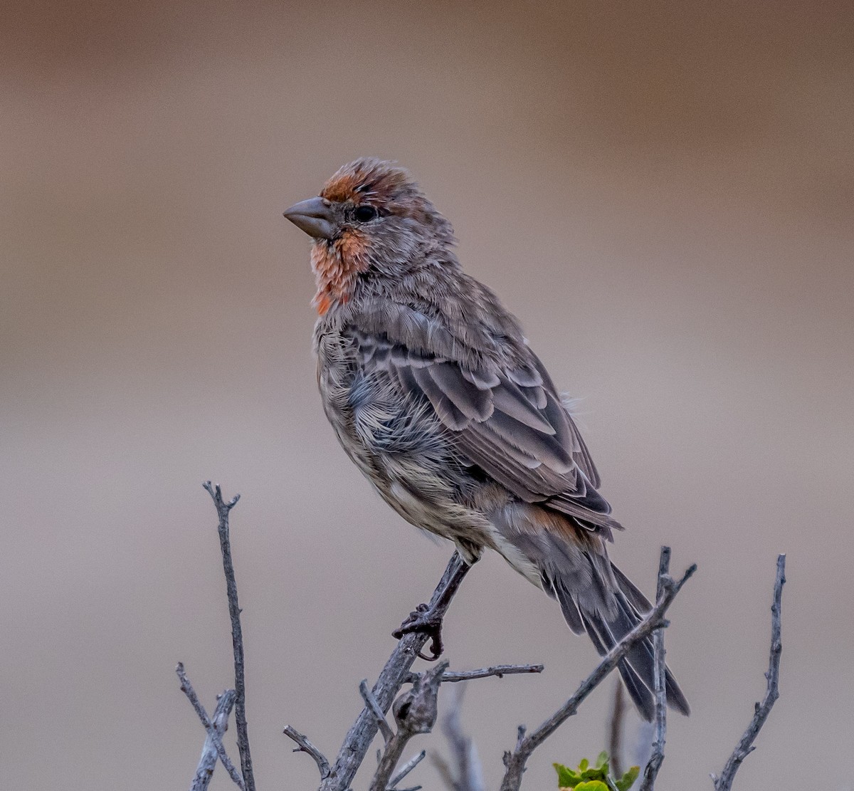 House Finch - ML642711218