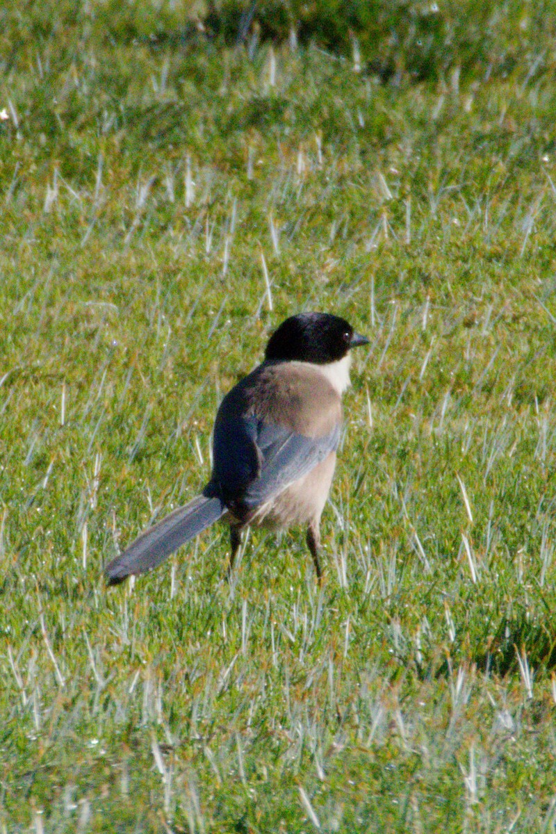 Iberian Magpie - ML642711227