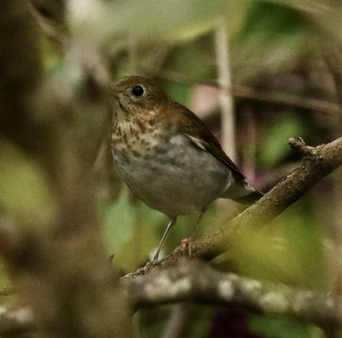 Veery - ML642711237