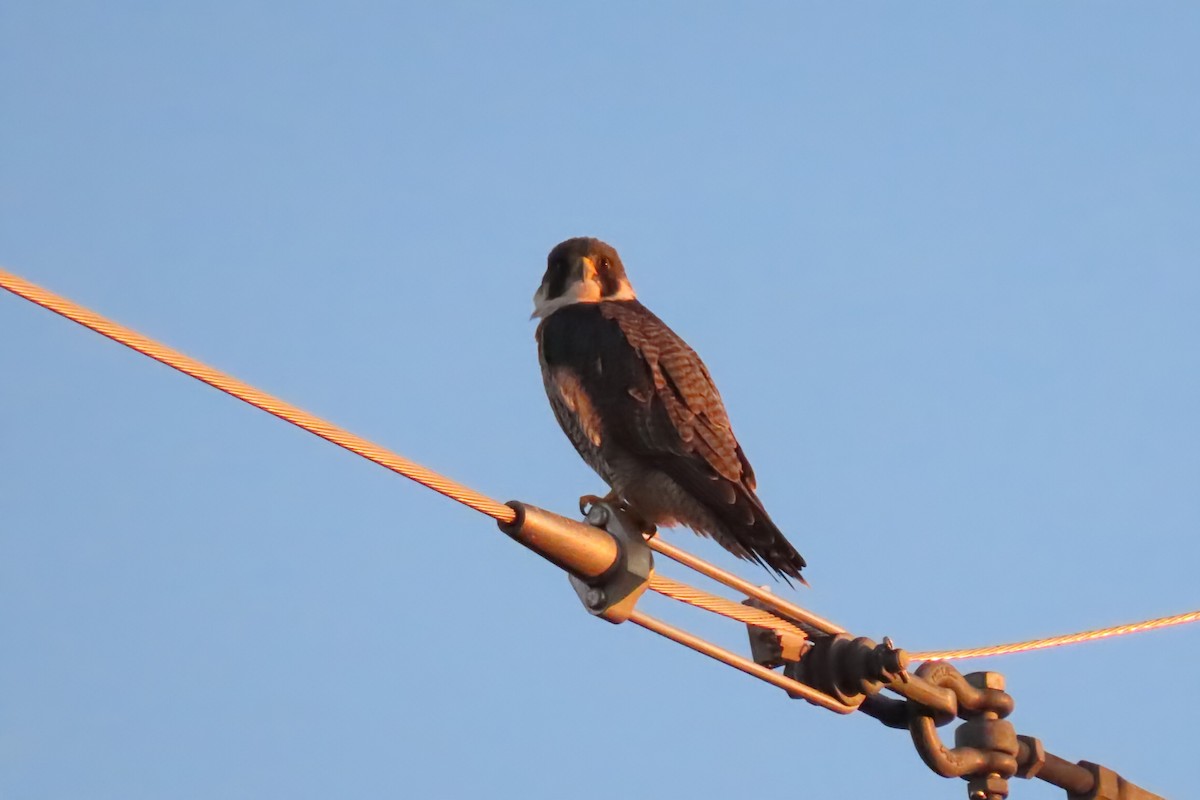 Peregrine Falcon - ML642711243
