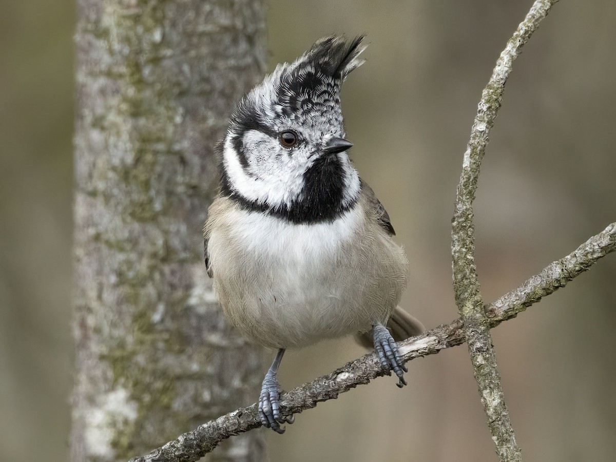 Crested Tit - ML642711256