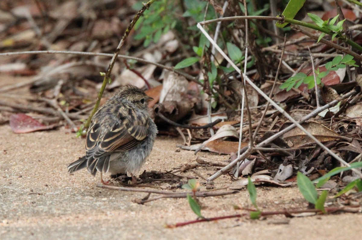 Chipping Sparrow - ML642711260