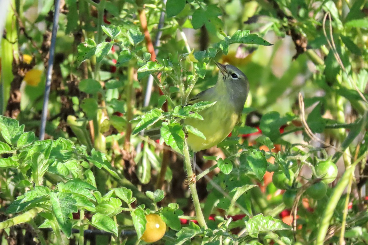 Orange-crowned Warbler - ML642711261