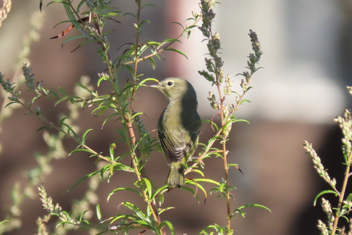 Orange-crowned Warbler - ML642711276